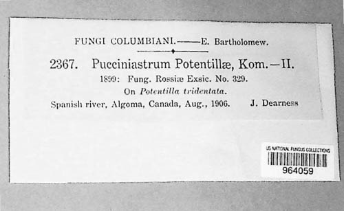 Quasipucciniastrum potentillae image